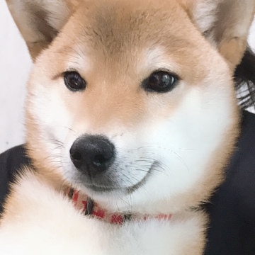 1歳と9カ月、愛息子は我が家のアイドル。