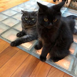 黒いふわふわの正体は･･･？