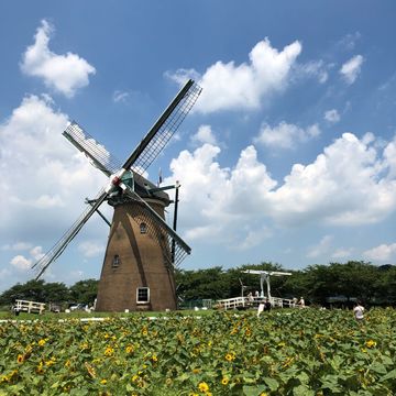 風車のひまわりガーデン