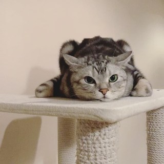 猫だけど、カエル寝