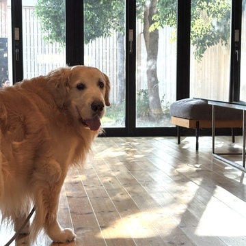 近江八幡さんぽと看板犬がいる「仁之助珈琲」