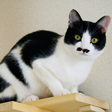 【あの人の溺愛ねこ図鑑 第30回】カフェスタッフ 若林茉里菜さんの愛猫、朝焼