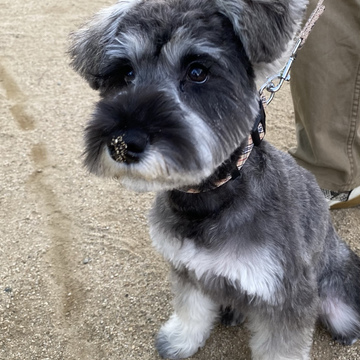 はじめてのトリミング！