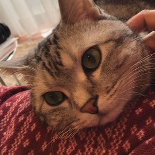 アランはママの看病中