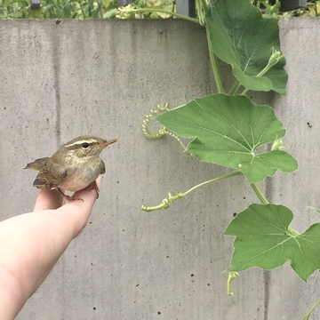 小鳥を拾った日。