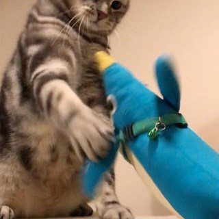 超高速！猫パンチ連打！