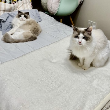 久しぶりのツーショット🐈🐈