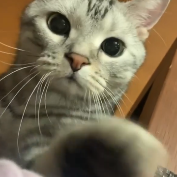 【動画】ちょっと、ちょっと！