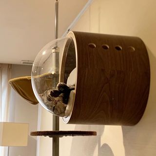 アランは宇宙キャット？