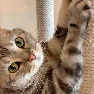 バリバリ！　僕、カッコいい⁉︎（動画）