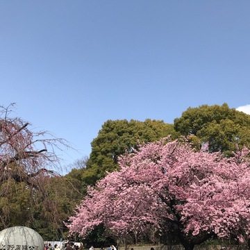 花も団子も・・・・な日。