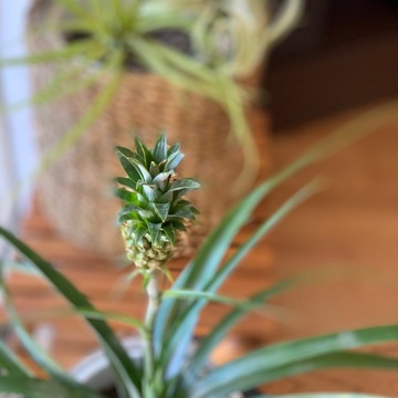 海を眺めながら、インドアグリーンを楽しむ。