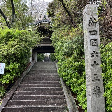 【愛知・常滑】雨の神護山相持院の桜