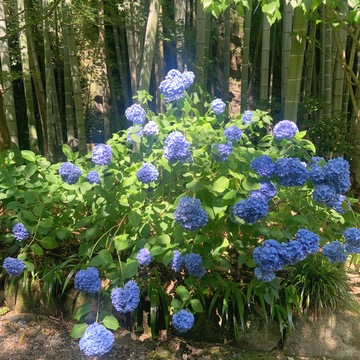 初夏のオトナの鎌倉散歩
