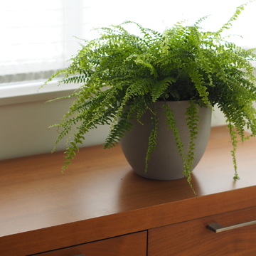 リモートショッピングで植物を買いました