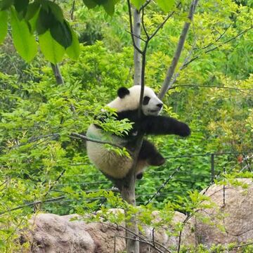 可愛かった♡双子のパンダ