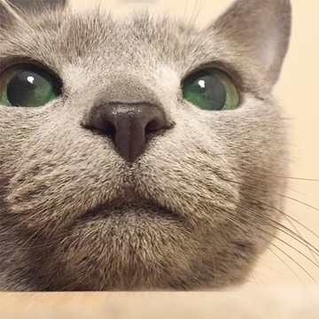 【にゃんスタ厳選集】毛並み1本1本までよく見える！にゃんこたちの「どアップ」ショット