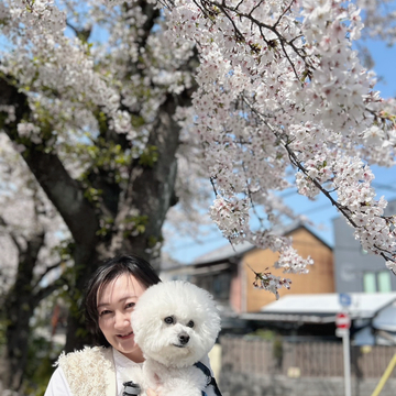 妹の愛犬、ビションフリーゼと名古屋桜散歩〜心安らぐひととき♪
