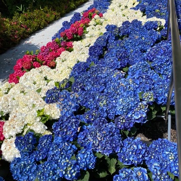 あじさい寺　三室戸寺に行ってきました