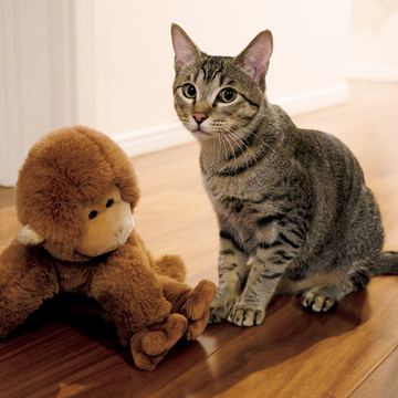 【あの人の溺愛ねこ図鑑 第34回】海外ブランドPR・渕上直子さんの愛猫・ロッキー