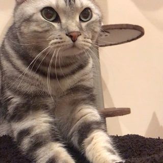 蕎麦打ち職人　匠の技（動画）