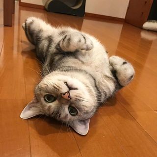 ハロウィンの仮装、練習中