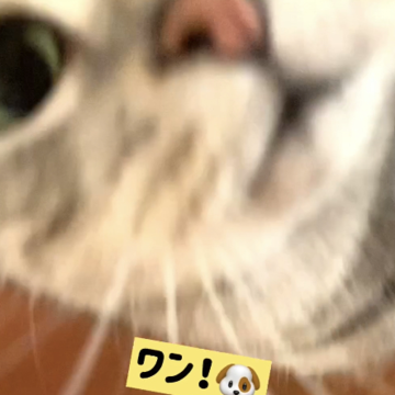 もしかして犬⁉︎呼ばれたらワン！って返事をする猫
