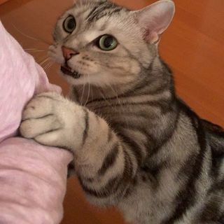 こっちに来てにゃ！