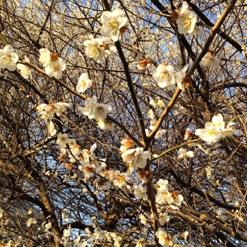 餃子＆イチゴ王国から、はじめまして♡