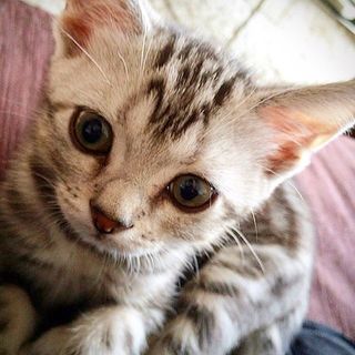 耳の大きな子猫でした