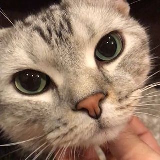 大人になっても甘えん坊（動画）