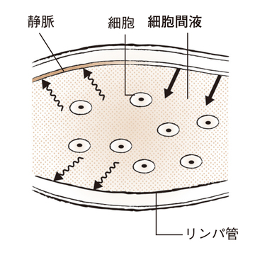 【50代、足と脚の違和感】脚のむくみには、市販の弾性ストッキングも有効！