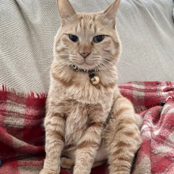 スーパー猫の日！イベント開催中！