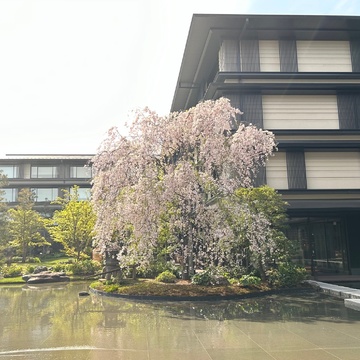 桜と新緑とアフタヌーンティーが彩った旧友との再会🌸