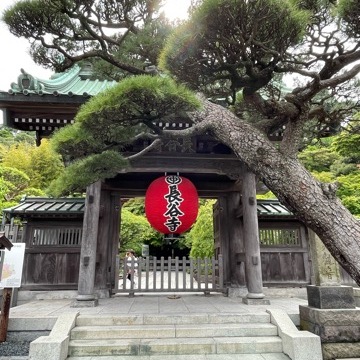 リアルタイムでお伝えする、鎌倉長谷寺あじさい情報5/30現在