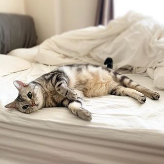 寝るのが仕事にゃの