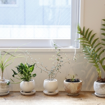 植物のある暮らし。Jマダムは断然〇〇派！