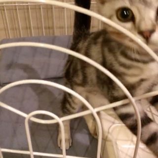 子猫のころ、夜はケージ