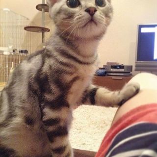 ベビーアランの「ちょっと、ちょっと！」