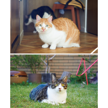 【あの人の溺愛ねこ図鑑 第23回】料理家のワタナベマキさんの愛猫、ハットリとハナ