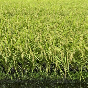 【湖西〜天の橋立】お盆旅行