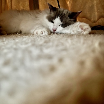 おこた始めました🐈🐈