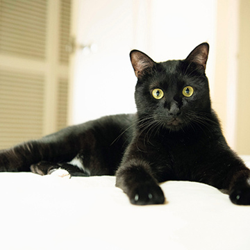 【あの人の溺愛ねこ図鑑 第32回】カメラマン・山下みどりさんの愛猫、テリー