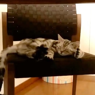 子猫アラン、頭ぎゅ〜ッ！（動画）