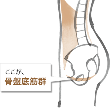 今意識することが重要。トラブル続出 骨盤底筋群がヤバい！【50代のお悩み】