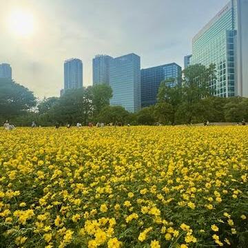 浜離宮のキバナコスモスと、和のティータイム