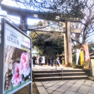 大人の遠足【上野東照宮ぼたん苑】アラフィフソロ活動