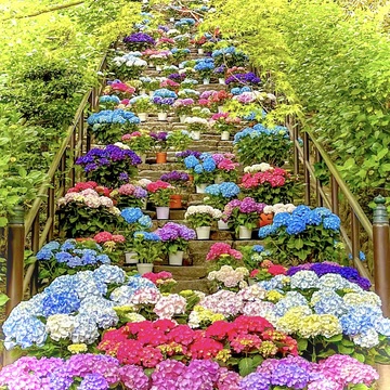 お花の御寺・奈良の長谷寺へ【あじさい】