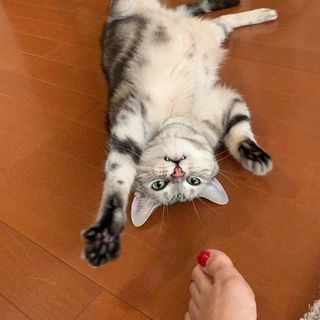 キバチラくん（動画）