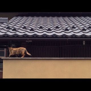 野良猫のいろいろ。